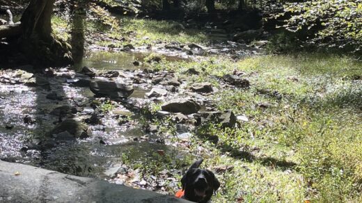 black lab pops her head up from behind a fallen tree